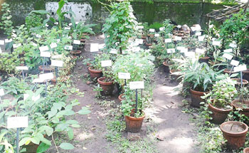 Herbal garden